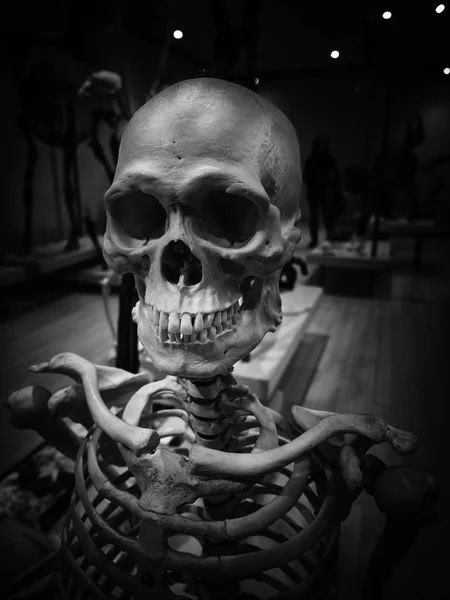 Detalle del esqueleto de un cuerpo humano . — Foto de Stock
