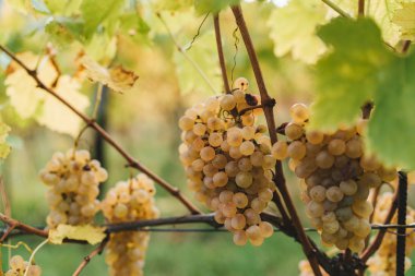 Üzüm hasat edilebilir hazır demet.