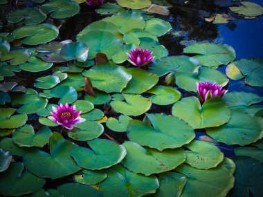 Pembe nilüferler Panoraması.