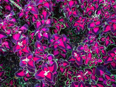 Coleus Blumei, süs bitkileri arka plan.