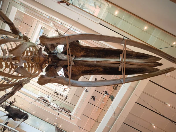 Muse Trento Bilimler müzesidir. İç ben