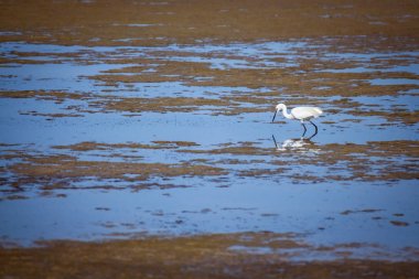 Beyaz heron gıda su birikintileri kenarına arasında arıyorsunuz bir 
