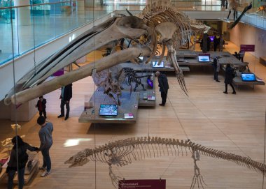 Muse Trento Bilimler müzesidir. İç ben