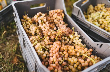 İtalyan tepelerde hasat.