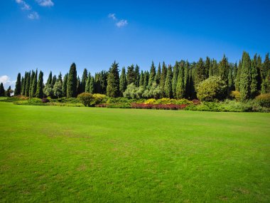 Ormanın kenarında büyük yeşil çim.
