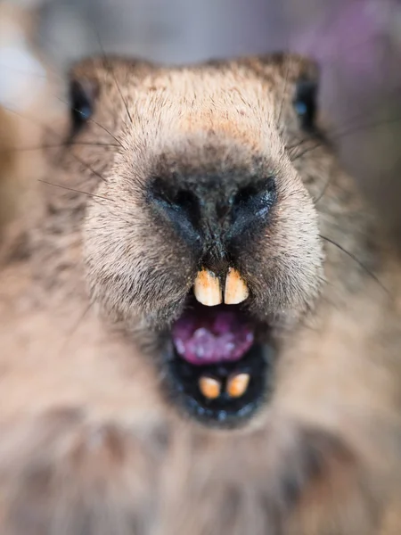 Cerca del hocico de una marmota . — Foto de Stock