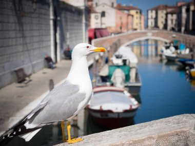 Martı Chioggia, İtalya'geçen bir köprü.