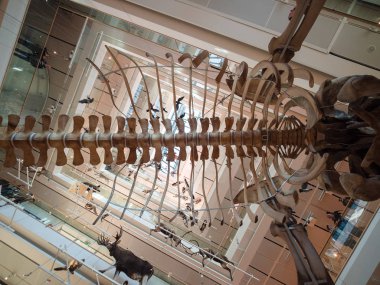 Muse Trento Bilimler müzesidir. İç ben