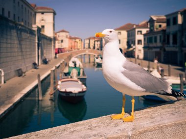 Martı Chioggia, İtalya'geçen bir köprü.