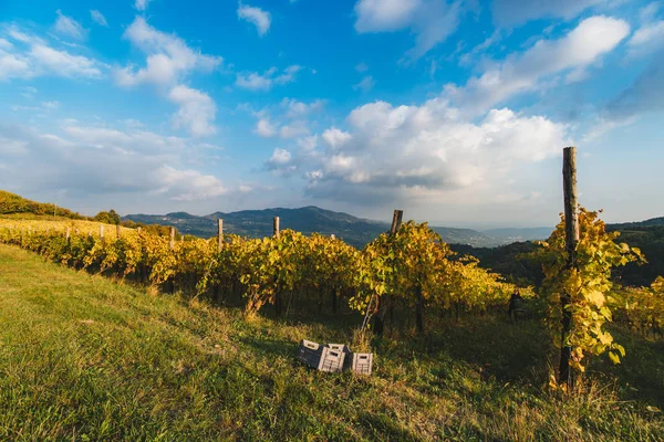 Filas de vid en el campo italiano en el momento de la cosecha para picar —  Fotos de Stock