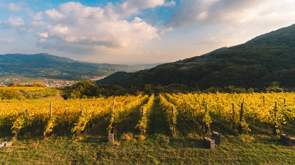 Filas de vid en el campo italiano en el momento de la cosecha para picar —  Fotos de Stock