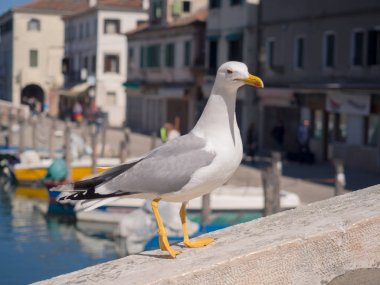 Martı Chioggia, İtalya'geçen bir köprü.