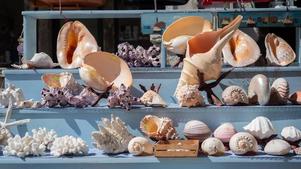 Sea shells for sale in a fishing village in southern Italy. — Stock Photo, Image