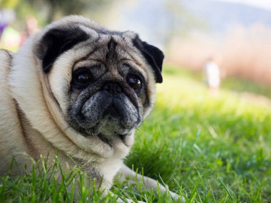 Pug köpek yeşil çimenlerin üzerinde çömeldi.