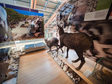 Trento 'daki Bilim Müzesi' nde doldurulmuş hayvanlar.