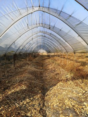 Sonbaharda, kavun kabuğundan sonra boş ve terk edilmiş bir sera.