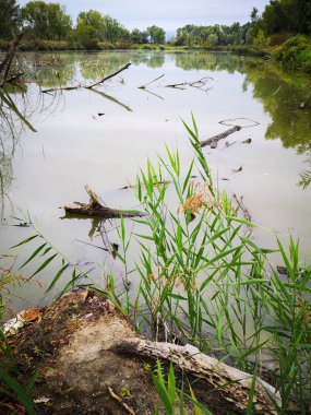 Bulutlu bir sonbahar gününde, kırsal bölgede ağaçlarla çevrili bir gölet..