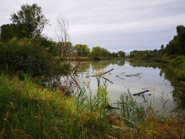 Bulutlu bir sonbahar gününde, kırsal bölgede ağaçlarla çevrili bir gölet..