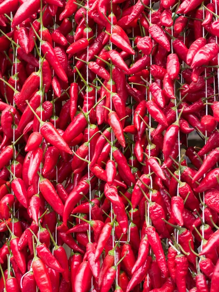 Doku Güneşte Kurumak Için Asılan Kırmızı Calabrian Biberlerinden Oluşmuştur — Stok fotoğraf