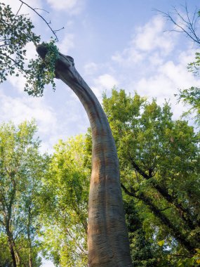 Orman ağaçlarının yapraklarıyla beslenen brachiosaurus 'un ayrıntıları..