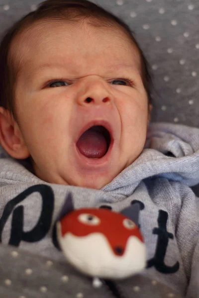 Två månader gamla lilla bebis, gäspningar framför hans uppstoppad rödräv — Stockfoto