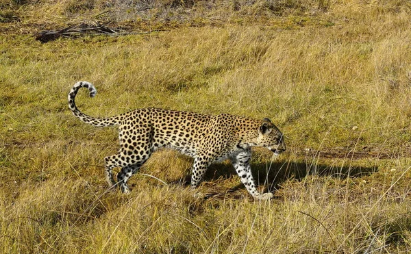 Joven leopardo hembra que busca animales para cazar en la reserva privada de caza de la isla Pom-Pom, delta del Okavango, Botswana, África — Foto de Stock