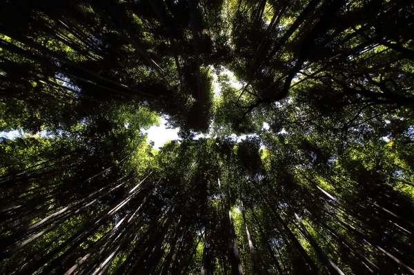 Arashiyama bamboo forest background, Kyoto, Japan.