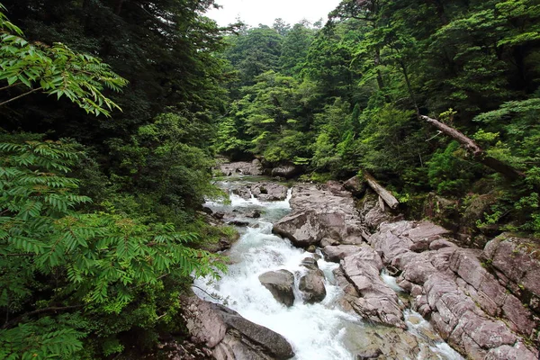 Vista Principal Rio Parque Yakusugiland Uma Das Florestas Naturais Ilha — Fotografia de Stock