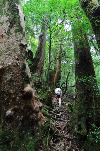 Young Female Hiker Walking Uphill Surrounded Ancient Cedar Trees Yakusugiland — Stock Photo, Image