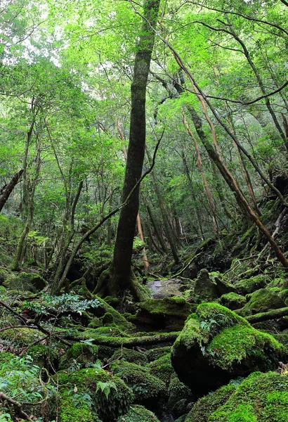 Folhagem Verde Maciça Nas Florestas Mais Profundas Parque Natural Shiratani — Fotografia de Stock