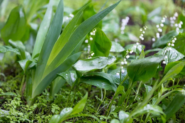 Lys de la vallée dans la forêt de printemps — Photo