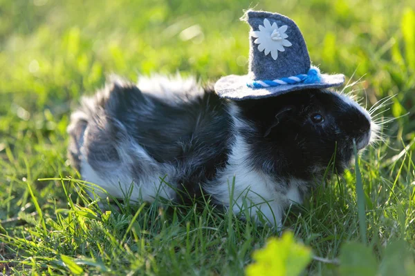 Lindo cerdo de Guinea en un pequeño sombrero caminar a través de la hierba —  Fotos de Stock