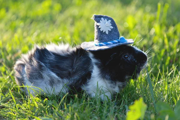 Lindo cerdo de Guinea en un pequeño sombrero caminar a través de la hierba —  Fotos de Stock