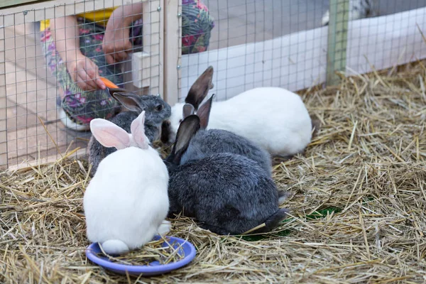 Menina alimentando coelhos em uma gaiola — Fotografia de Stock