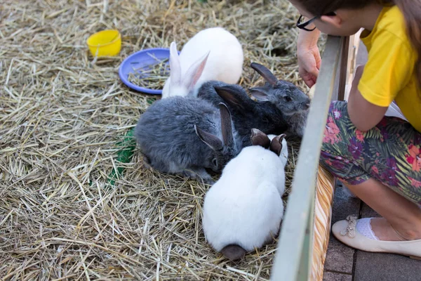 Menina alimentando coelhos em uma gaiola — Fotografia de Stock