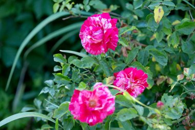 Bahçedeki gül çiçekleri