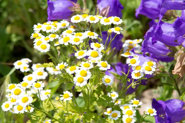 Blommorna i fältet. Prästkragar och klockor — Stockfoto