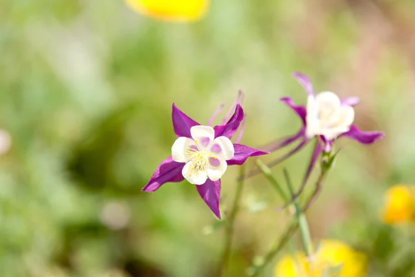 Vackra Aquilegia i en trädgård — Stockfoto