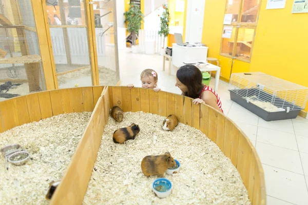 Mor och baby flicka tittar på marsvin i petting zoo — Stockfoto