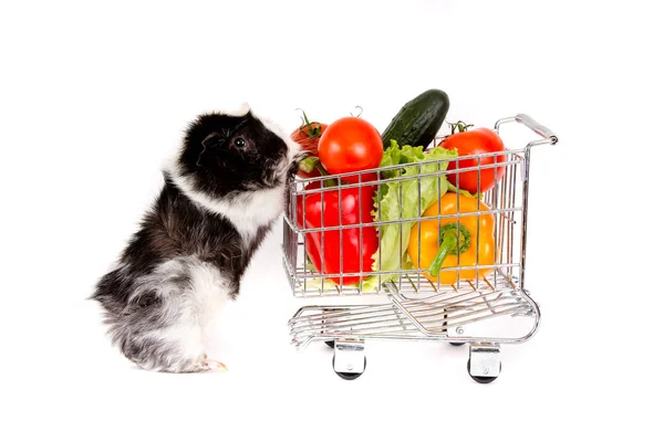 Porquinho da Guiné com carrinho em miniatura com legumes sobre fundo branco — Fotografia de Stock