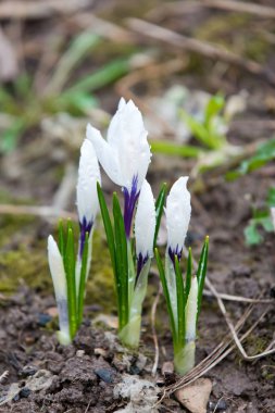 Parlamento çiğ ile kaplı Bahar Crocus çiçek lahanası