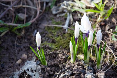 Parlamento çiğ ile kaplı Bahar Crocus çiçek lahanası