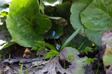 Mavi bahar çiçekleri çiğdemler 