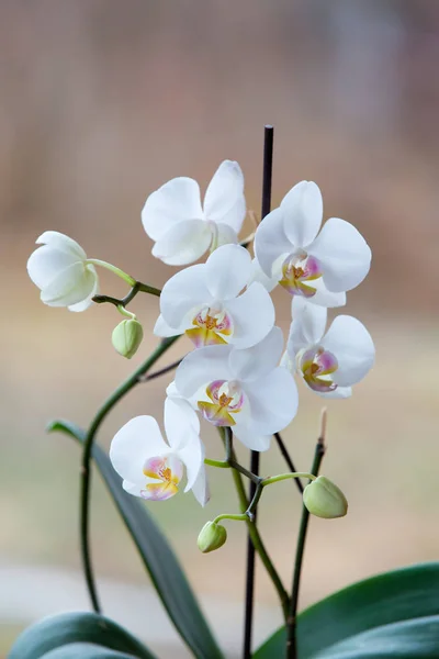 Bella Orchidea Fiorisce Nel Giardino Primaverile — Foto Stock