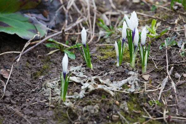 Brotes Flores Crocus Primavera Parlamento Cubierto Con Rocío Mañana — Foto de Stock