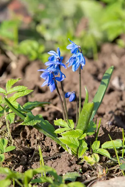 Mavi Bahar Çiçekleri Çiğdemler — Stok fotoğraf