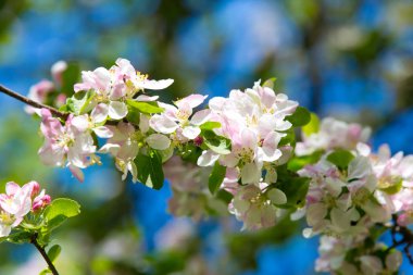 Bahar bahçesinde çiçek açan elma ağacı