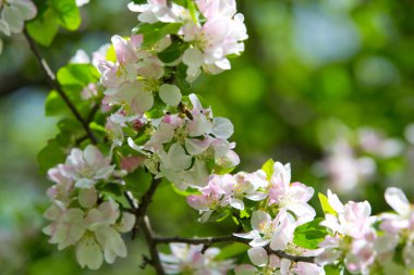 Bahar bahçesinde çiçek açan elma ağacı