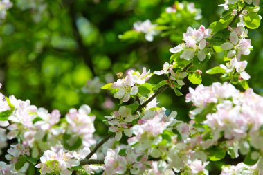 Bahar bahçesinde çiçek açan elma ağacı
