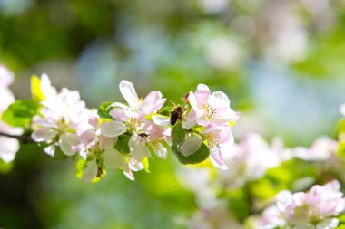 Bahar bahçesinde çiçek açan elma ağacı